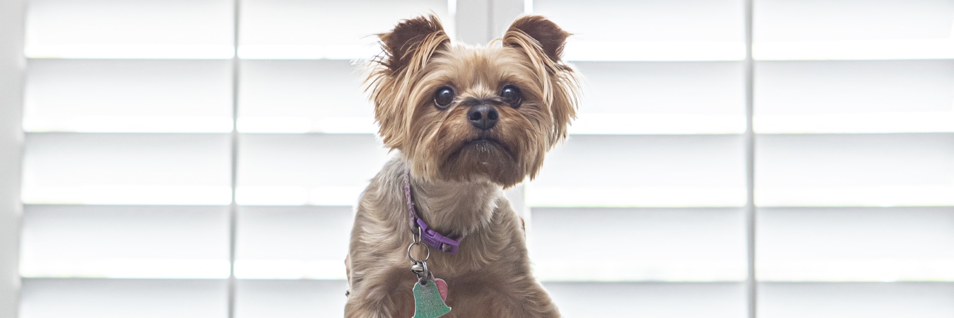 Dog in front of interior shutters in New Brunswick