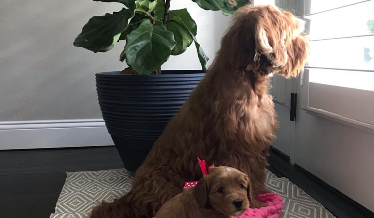 Your windows and doors should use coverings that even your puppies can't harm. Dogs Looking Out Of Window Treatments